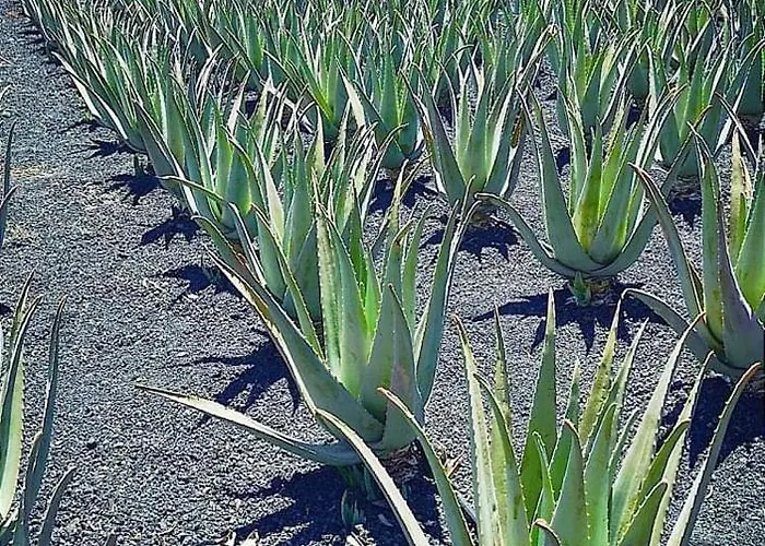 The Sunset * Betancuría